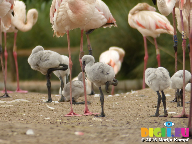 FZ030017 Greater flamingo chick (Phoenicopterus roseus)